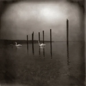 Om – Conference Of The Birds