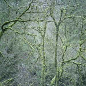 Six Organs Of Admittance – Dust & Chimes