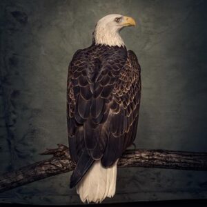 Clutch - Book Of Bad Decisions