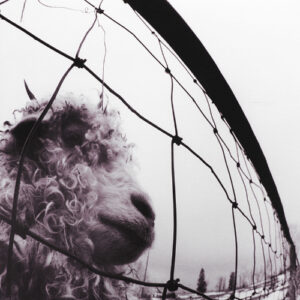 Pearl Jam - VS